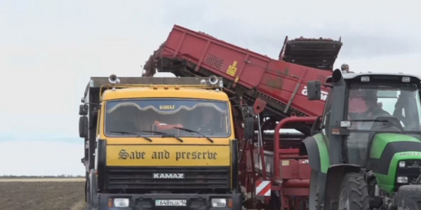 Павлодарский корпункт &laquo;Хабара&raquo; помог местным овощеводом решить проблему с экспортом продукции