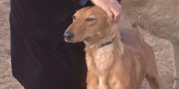 Тазы қазақы ит тұқымы ретінде әлемде мойындалады