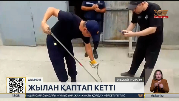 Шымкентте жылан қаптап кетті