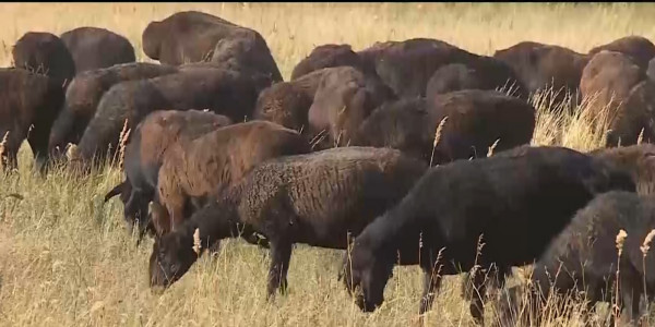 Племенной центр по разведению уникальной породы овец организовал житель Костанайской области