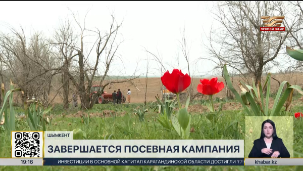 Посевная кампания завершается в Шымкенте