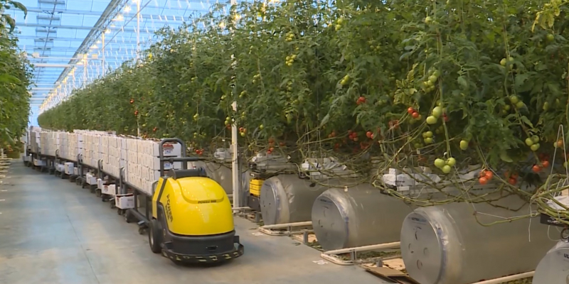 С внедрением новых технологий урожай овощей планируют увеличить в Актюбинской области