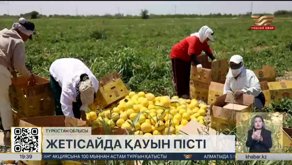Жетісайда қауын пісті