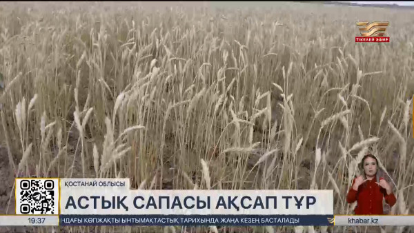 Қостанай облысында астық сапасы ақсап тұр