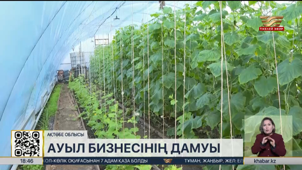 Ақтөбе облысында «Ауыл аманаты» жобасы аясында 5 жылыжай ашылды