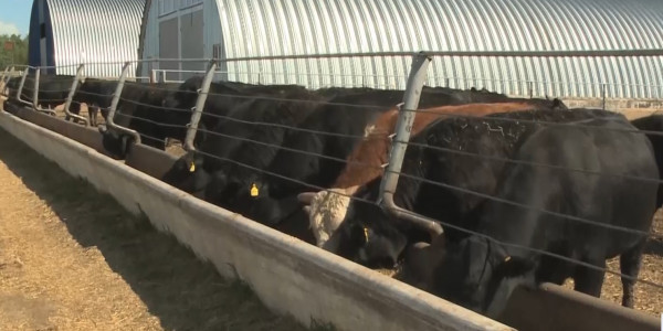 Сергелдеңге салған субсидия