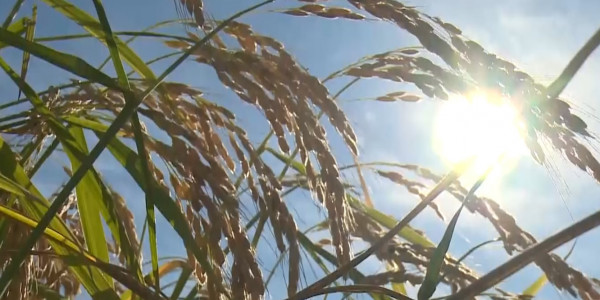 Қызылордалық ғалымдар Еуроодақтың 100 мың еуродан асатын грантын ұтып алды