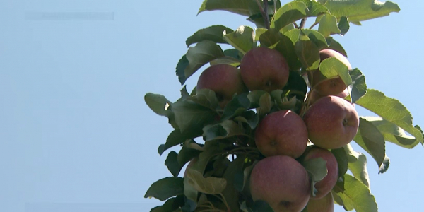 Биыл елімізде алма ағаштары аз өнім берді