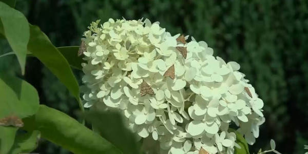 Оралда ботаникалық бақ ашылады