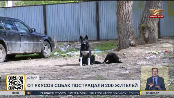 Бездомные собаки в Актобе: число пострадавших достигло 200 человек