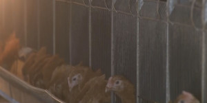 Сельчане Костанайской области подсчитывают убытки от птичьего гриппа