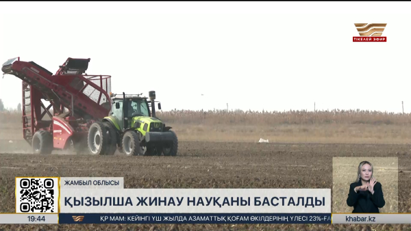 Жамбыл облысында қант қызылшасын жинау науқаны басталды