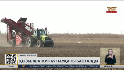 Жамбыл облысында қант қызылшасын жинау науқаны басталды