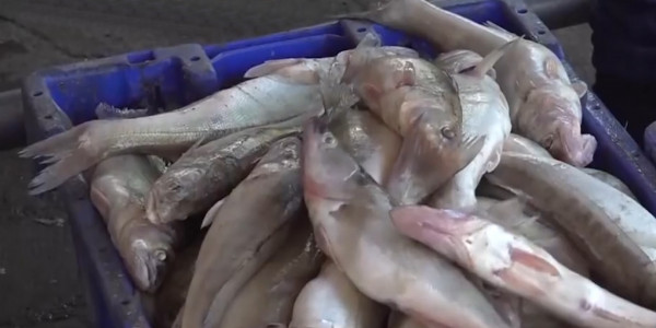 &laquo;Хабар&raquo; арнасы көтерген Зайсан көліндегі мәселе шешімін тапты