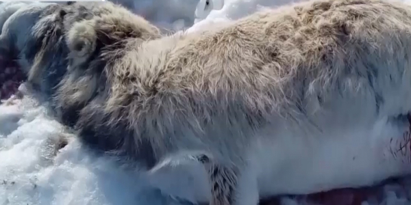 В ЗКО обнаружены туши 45 сайгаков