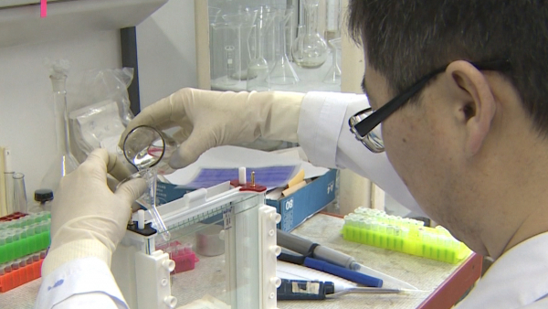 Қазақстандық ғалымдар өнімділігі жоғары бидайдың жаңа түрін шығарды