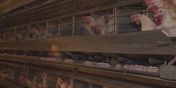 Арқалық құс фабрикасы тығырыққа тіреліп отыр