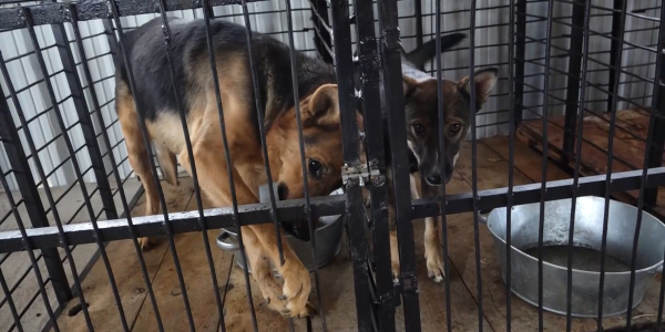 Зоозащитники борются за гуманное отношение к бродячим животным