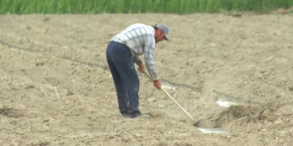 Биыл Сыр өңірінде егін көлемі өткен жылмен салыстырғанда 2 200 гектарға кеміді