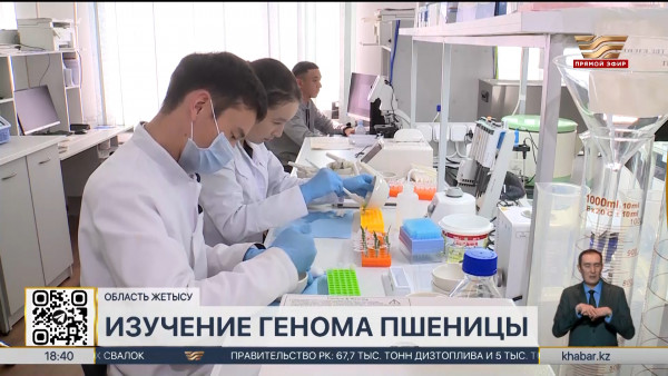 Казахстанский учёный - селекционер изучает геном пшеницы