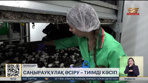 Петропавлда саңырауқұлақ өсіріледі