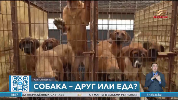 В Южной Корее запретили продажу собак для употребления в пищу