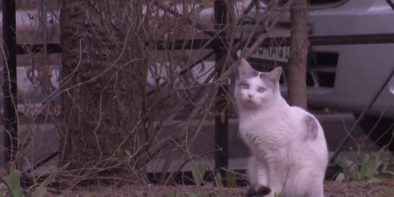 Домики с кормушкой для бездомных кошек появились в одном из дворов Алматы