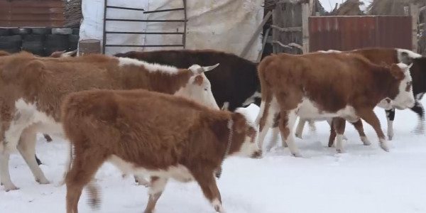 Атыраулық шаруалар мал ұрлығынан көз ашпай келеді