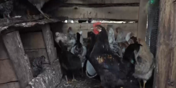 СҚО тұрғындары құстарды өртеуге қарсы