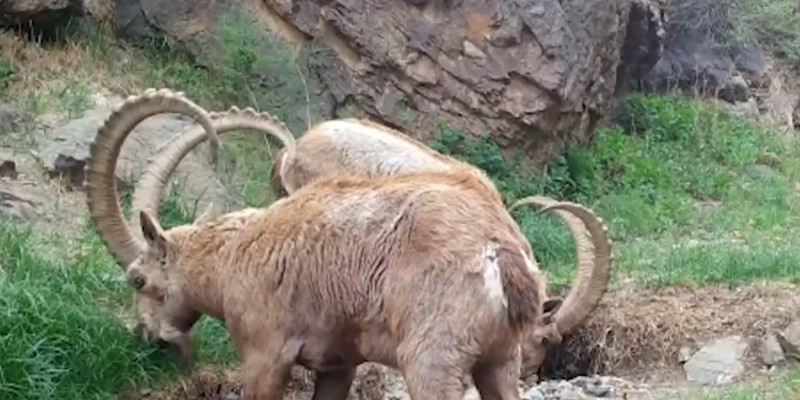 В национальном парке «Алтын-Эмель» численность краснокнижных животных достигла 10 тысяч особей