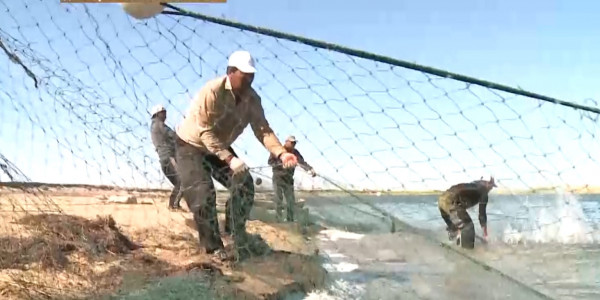 Рыбные хозяйства Кызылординской области просят господдержки