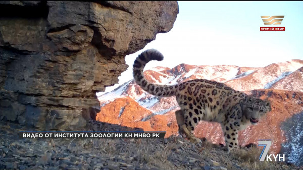 Снежный барс находится под угрозой исчезновения