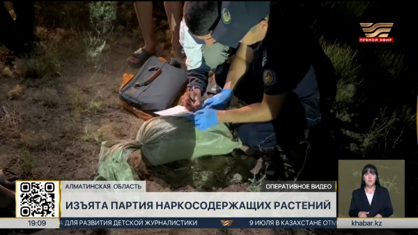 Партию наркосодержащих растений изъяли в Алматинской области