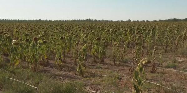 Жамбыл облысында қанша егіннің күйіп кеткендігі белгілі болды