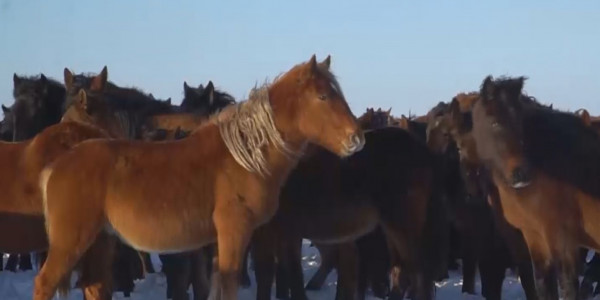Абай облысында жылқының &laquo;Бесқарағай&raquo; атты жаңа тұқымы пайда болды