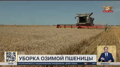 Уборку озимой пшеницы завершают в ЗКО
