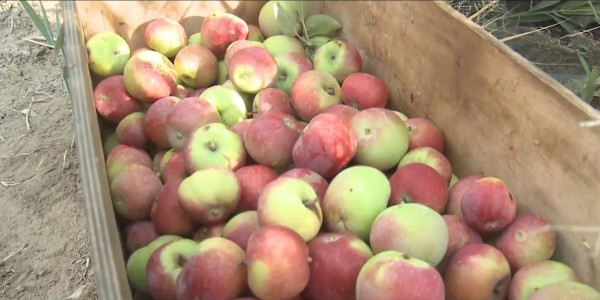Атырауда тұңғыш рет алма мен лимон шырынын өндіретін өнеркәсіп іске қосылды