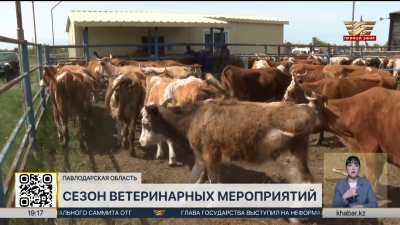 Ветеринарную безопасность усиливают в Павлодарской области