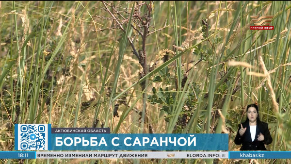 Минсельхоз требует ужесточения контроля за миграцией саранчи