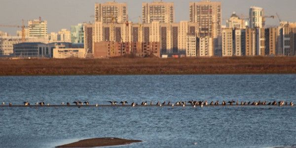 Фламинго на Малом Талдыколе &ndash; мнение эксперта