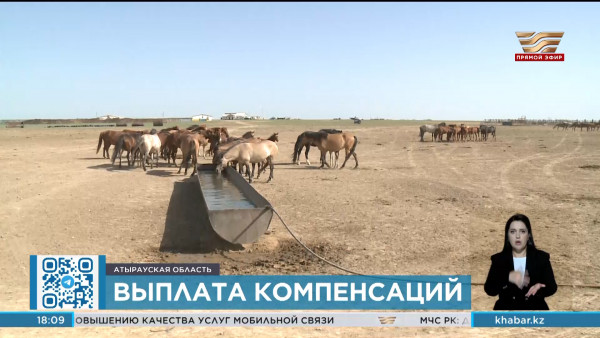 Ущерб за погибший скот начали возмещать жителям Атырауской области