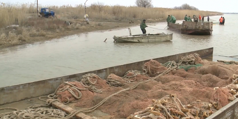 Как отразилась экологическая катастрофа на рыбной отрасли Атырауской области