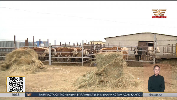 Атырауда қараусыз жүрген мал айып тұрағына қамалады