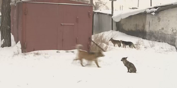 Қаңғыбас иттер 6 жастағы қызды талап өлтірді