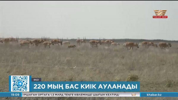 БҚО-да 220 мың бас киік ауланады