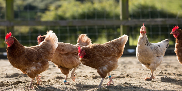 Массовый падёж произошел на птицефабрике в Акмолинской области