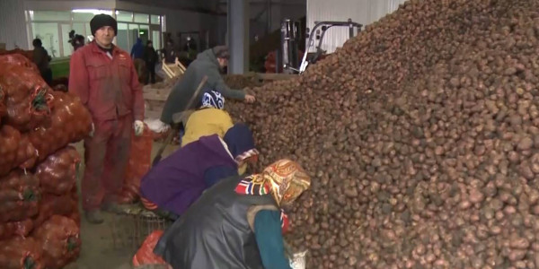 В Актобе увеличили объемы овощей для стабфонда