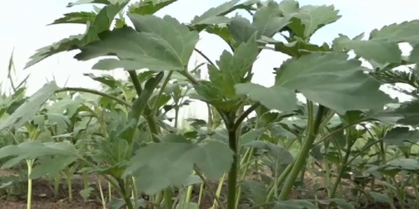 В Павлодарской области ведут борьбу с опасным иноземным сорняком