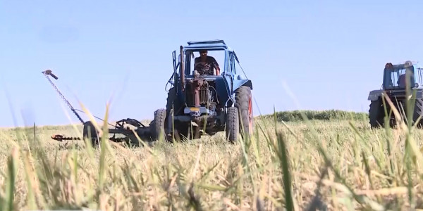 Жамбыл облысында да қуаңшылық шаруаларды қыспаққа алды