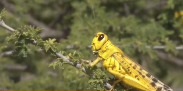 10 млн долларов выделит ООН для борьбы с саранчой в Африке